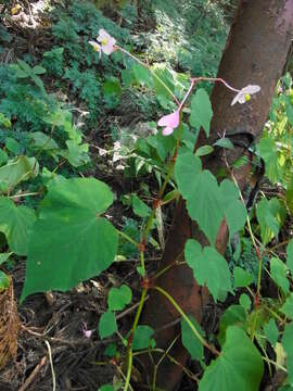 Слика од Begonia grandis Dryand.