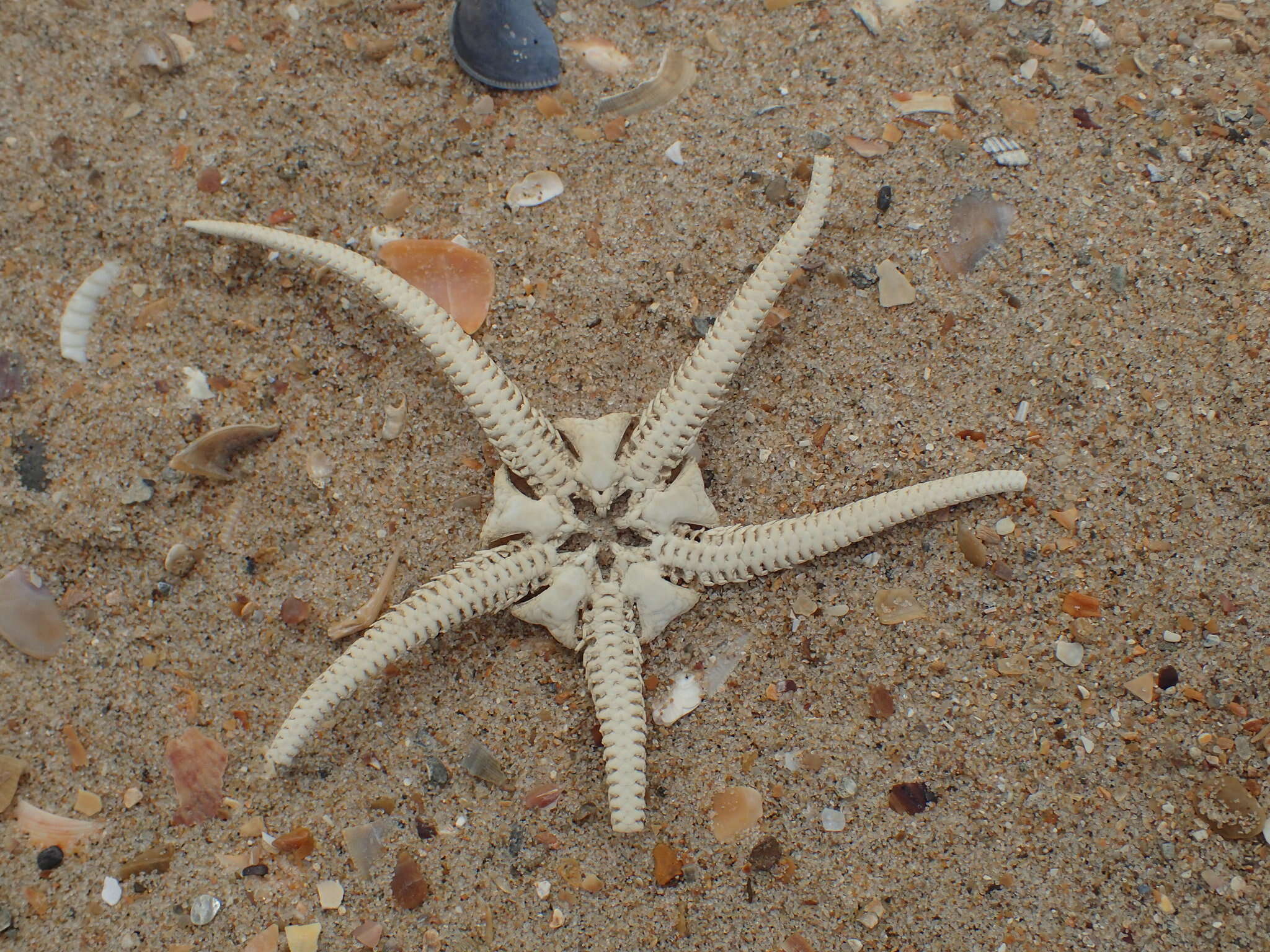 Image of serpent star