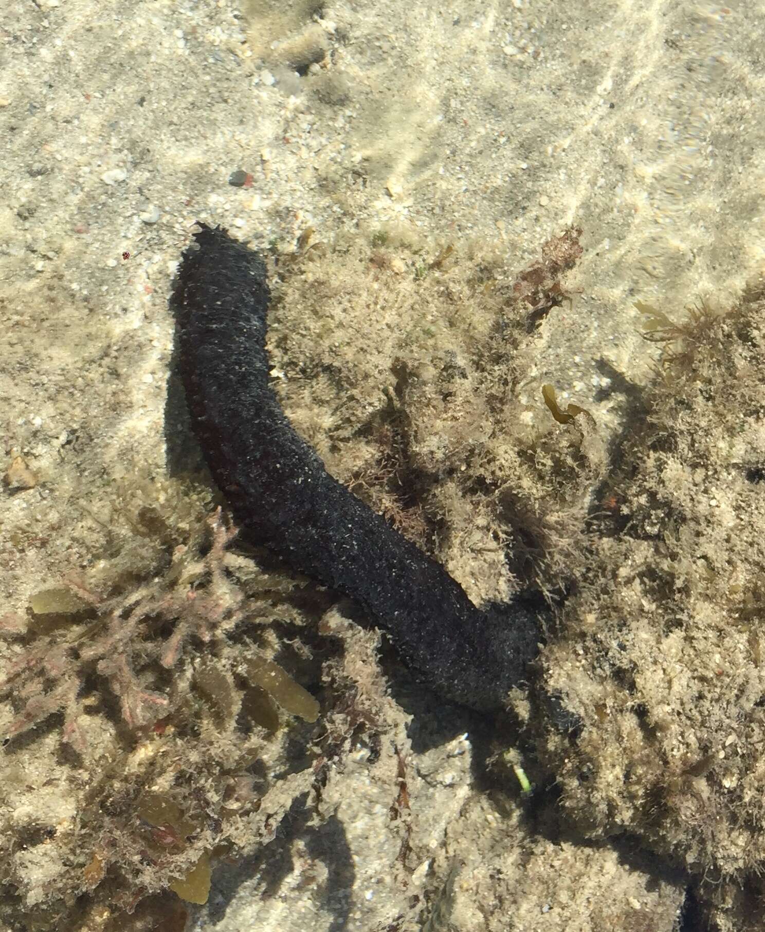 Holothuria subgen. Mertensiothuria Deichmann 1958 resmi