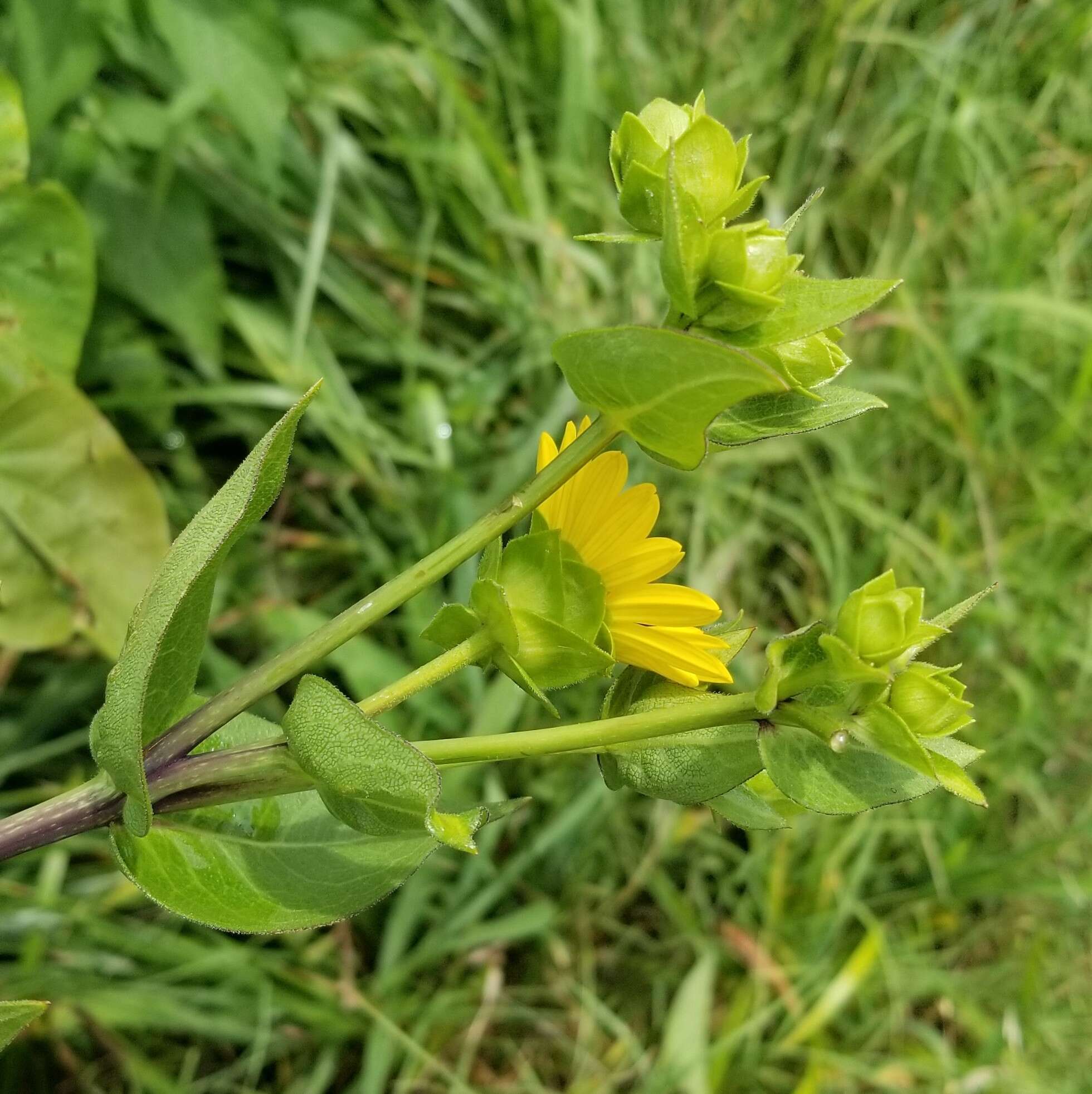 Silphium integrifolium var. laeve Torr. & A. Gray resmi