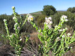 Plancia ëd Phylica cuspidata var. cuspidata