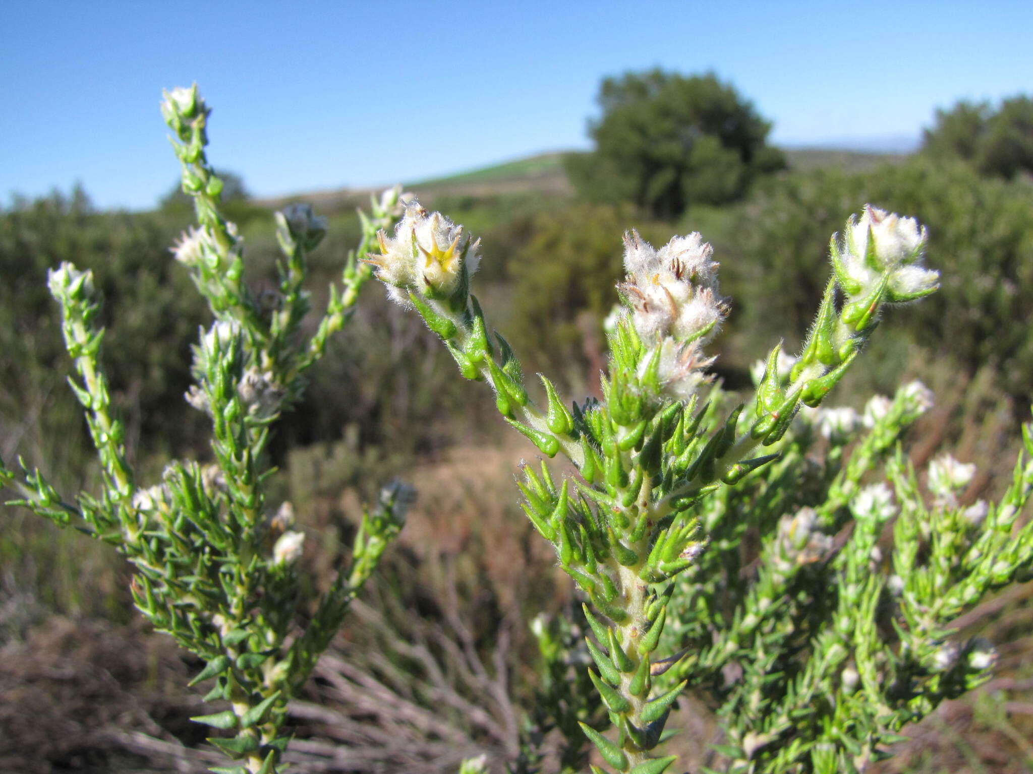 Plancia ëd Phylica cuspidata var. cuspidata