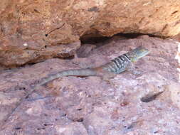 Image of Baja Blue Rock Lizard