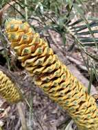 Image of Macrozamia lucida L. A. S. Johnson