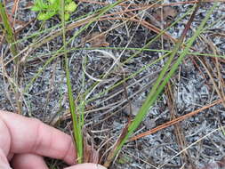 Image of jeweled blue-eyed grass