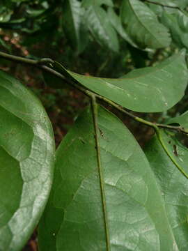 Image of Greenwayodendron oliveri (Engl.) Verdc.