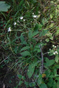 Image of Archibaccharis auriculata (Hemsl.) G. L. Nesom