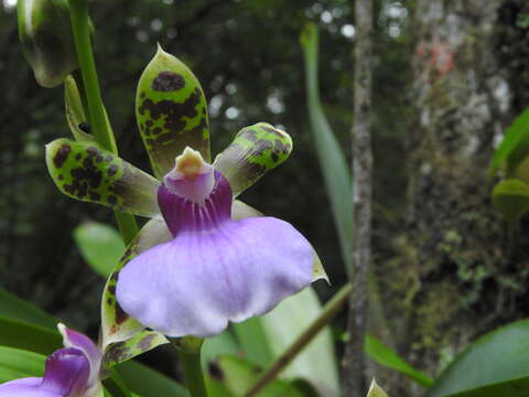 Zygopetalum maxillare G. Lodd.的圖片