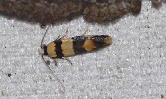 Image of Telecrates melanochrysa