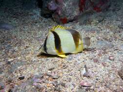 Image of Three-banded Butterflyfish