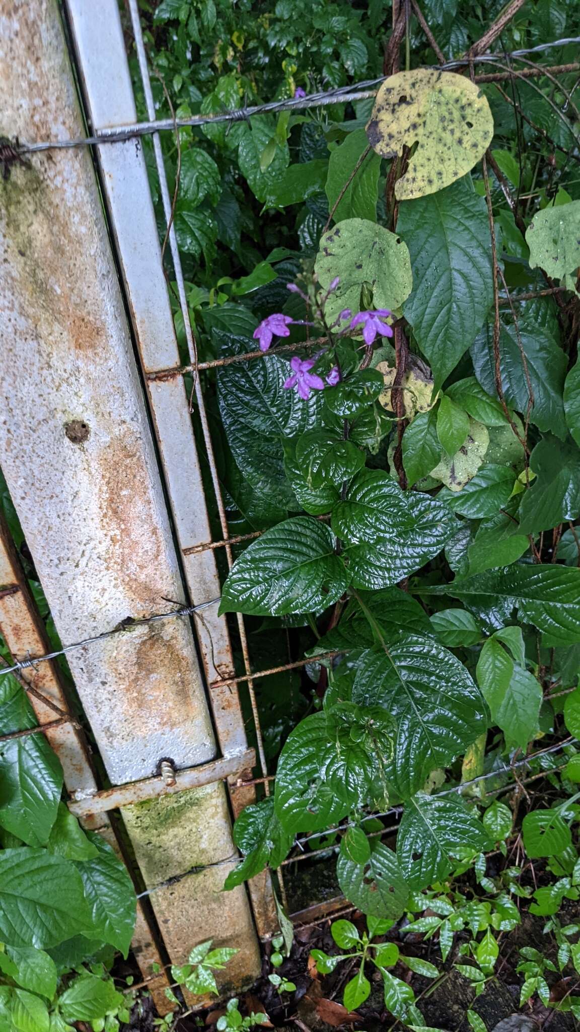 Pseuderanthemum cuspidatum (Nees) Radlk. resmi