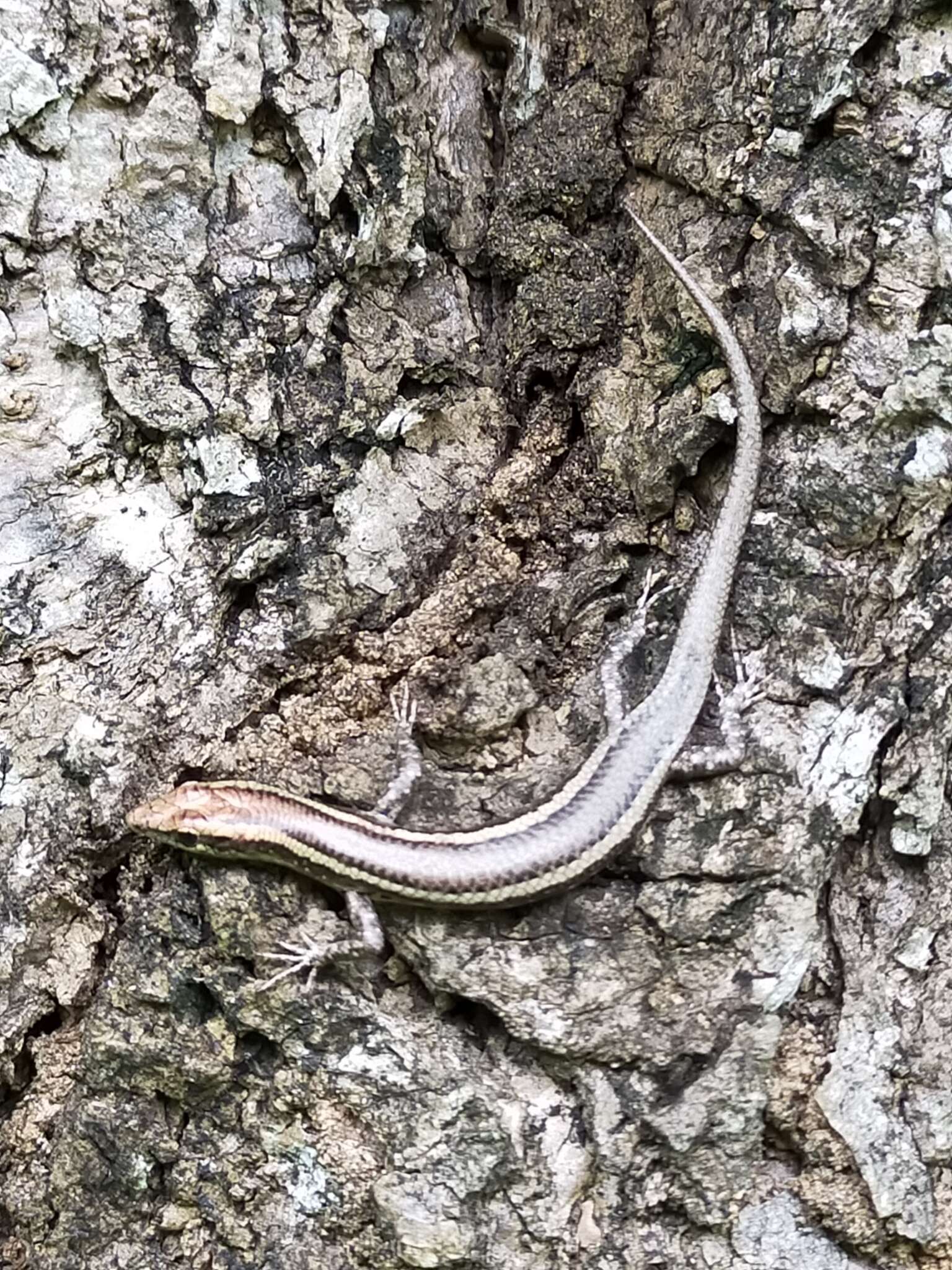 Image of Cream-striped Shinning-skink