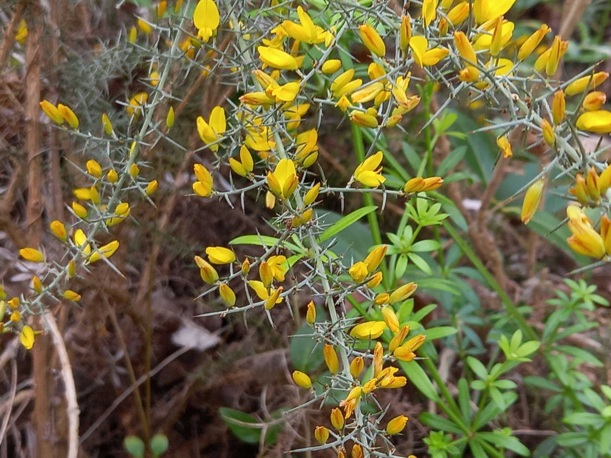 Image de Ulex argenteus subsp. argenteus