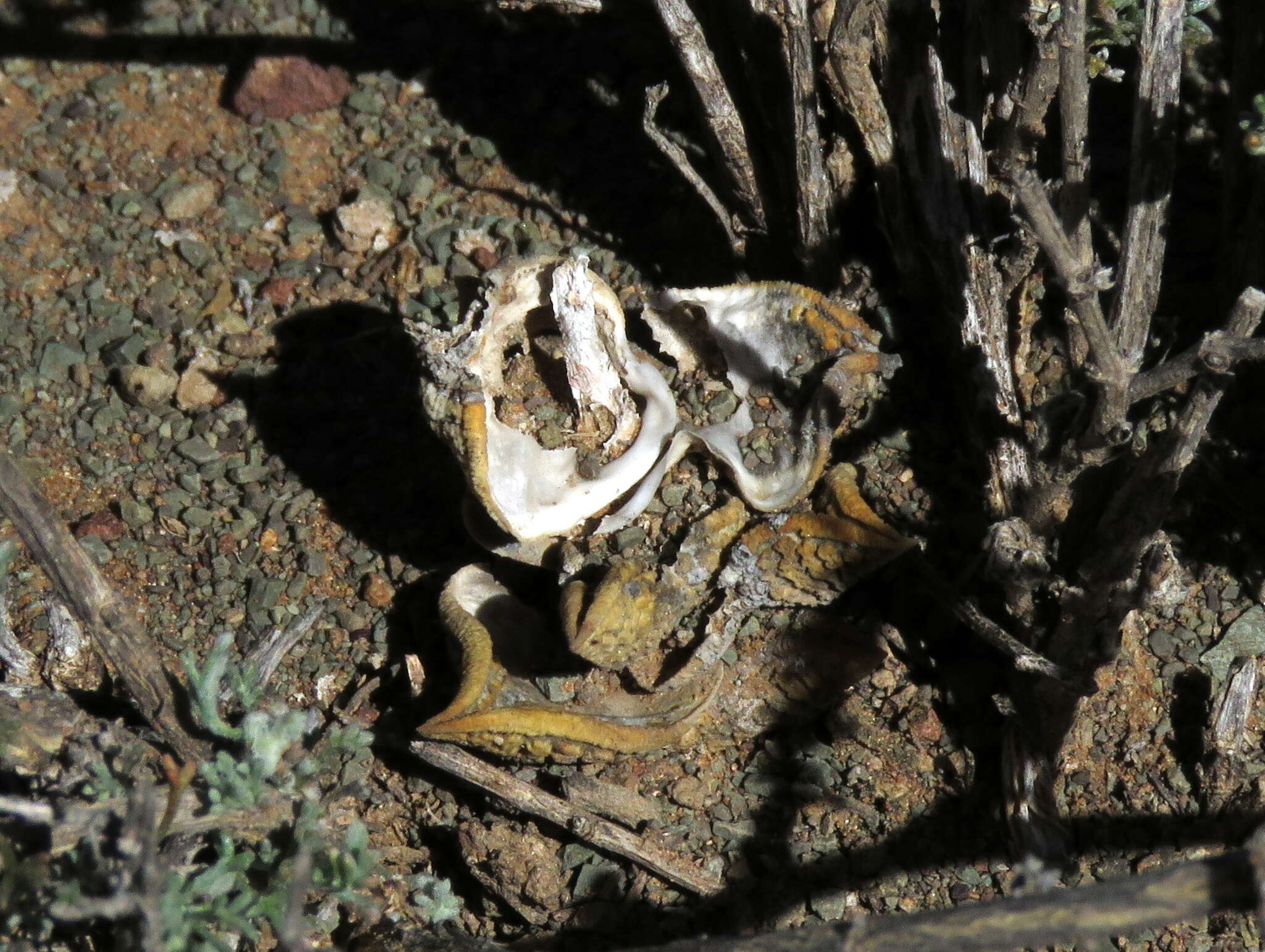 Image of Haworthiopsis nigra var. diversifolia (Poelln.) G. D. Rowley