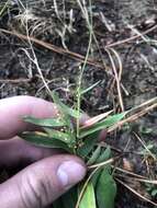 Imagem de Panicum sphaerocarpon Elliott