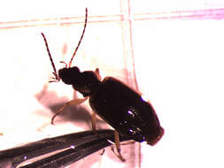 صورة Agonum (Europhilus) anchomenoides Randall 1838