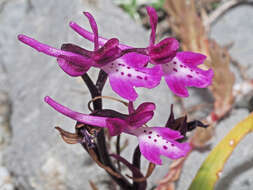 Image of Orchis sezikiana B. Baumann & H. Baumann