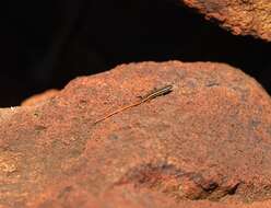 Image of Morethia ruficauda exquisita Storr 1972