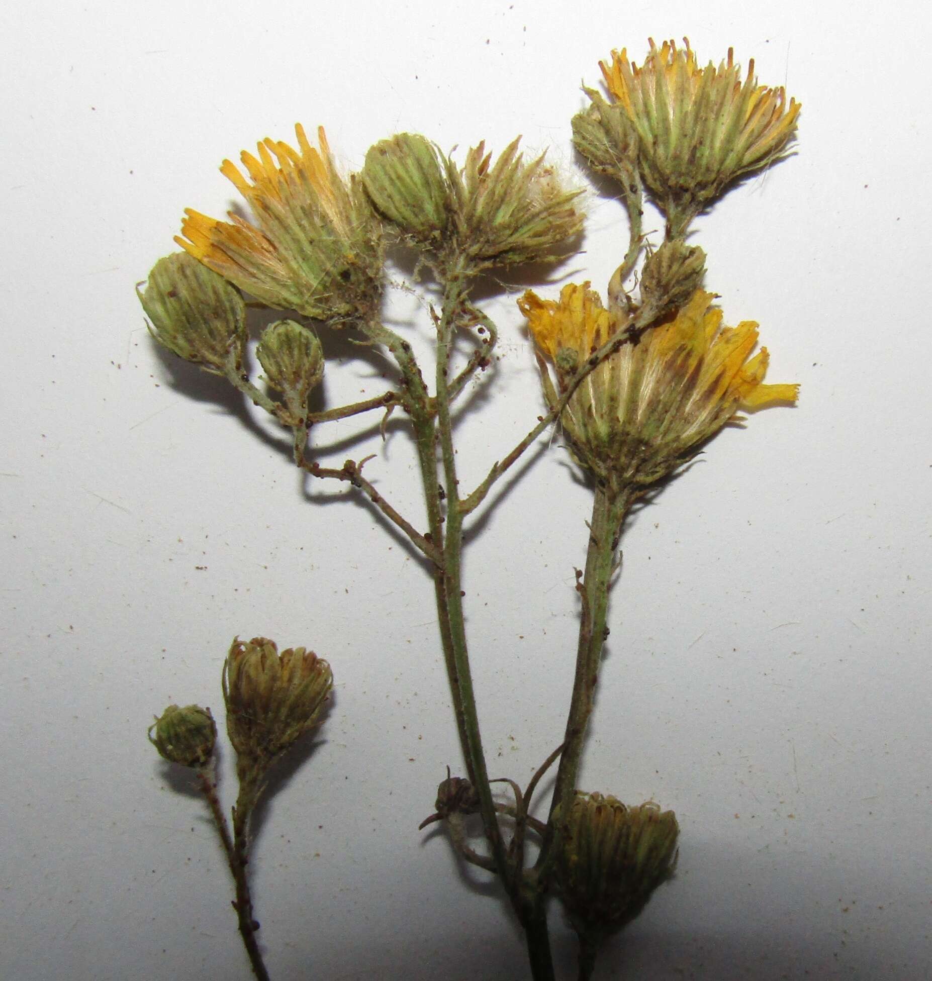 Image of Hieracium umbellatum subsp. filifolium (Üksip) Tzvel.