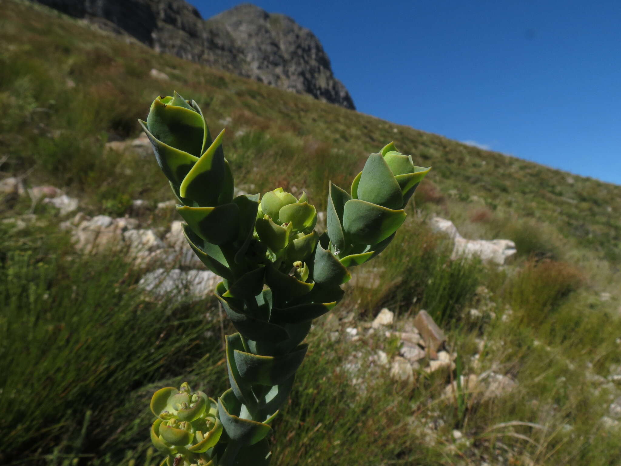 Image of Thesium euphorbioides Berg.