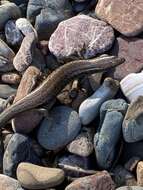 Image of Shore skink