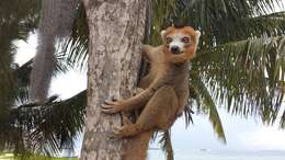 Image of Crowned Lemur