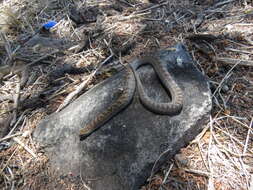 Image of Largenose Earth Snake