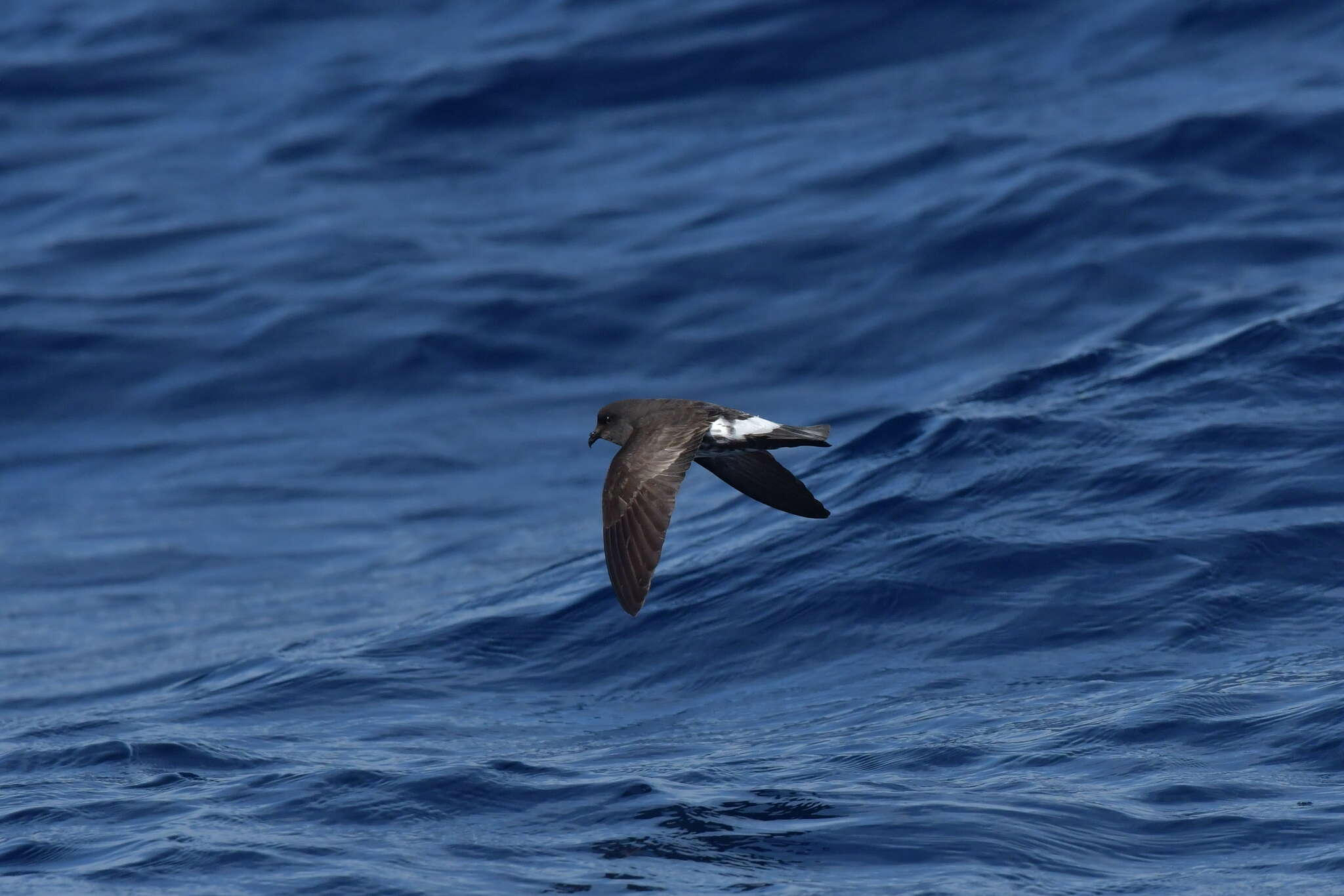 Image of New Zealand Storm Petrel