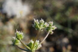 Trinia biebersteinii N. M. Fedoronchuk resmi