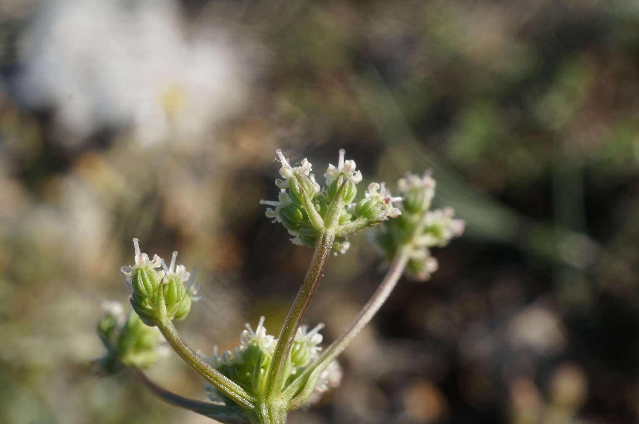 Image of Trinia biebersteinii N. M. Fedoronchuk