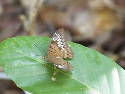 Image of Malay Viscount