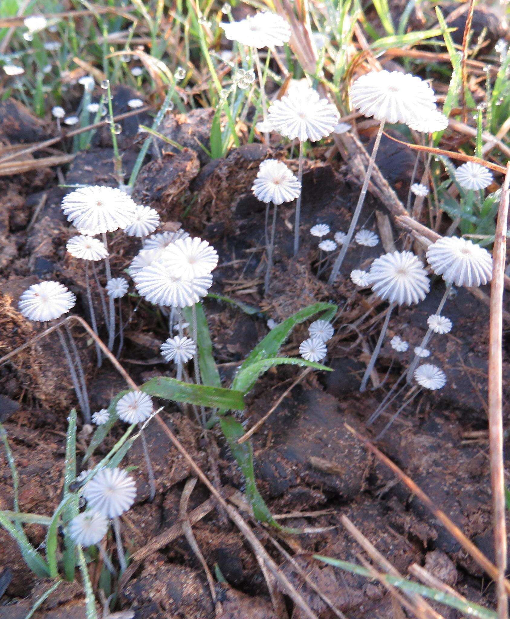 Coprinellus heptemerus (M. Lange & A. H. Sm.) Vilgalys, Hopple & Jacq. Johnson 2001的圖片