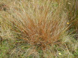 Image of Carex punicea K. A. Ford