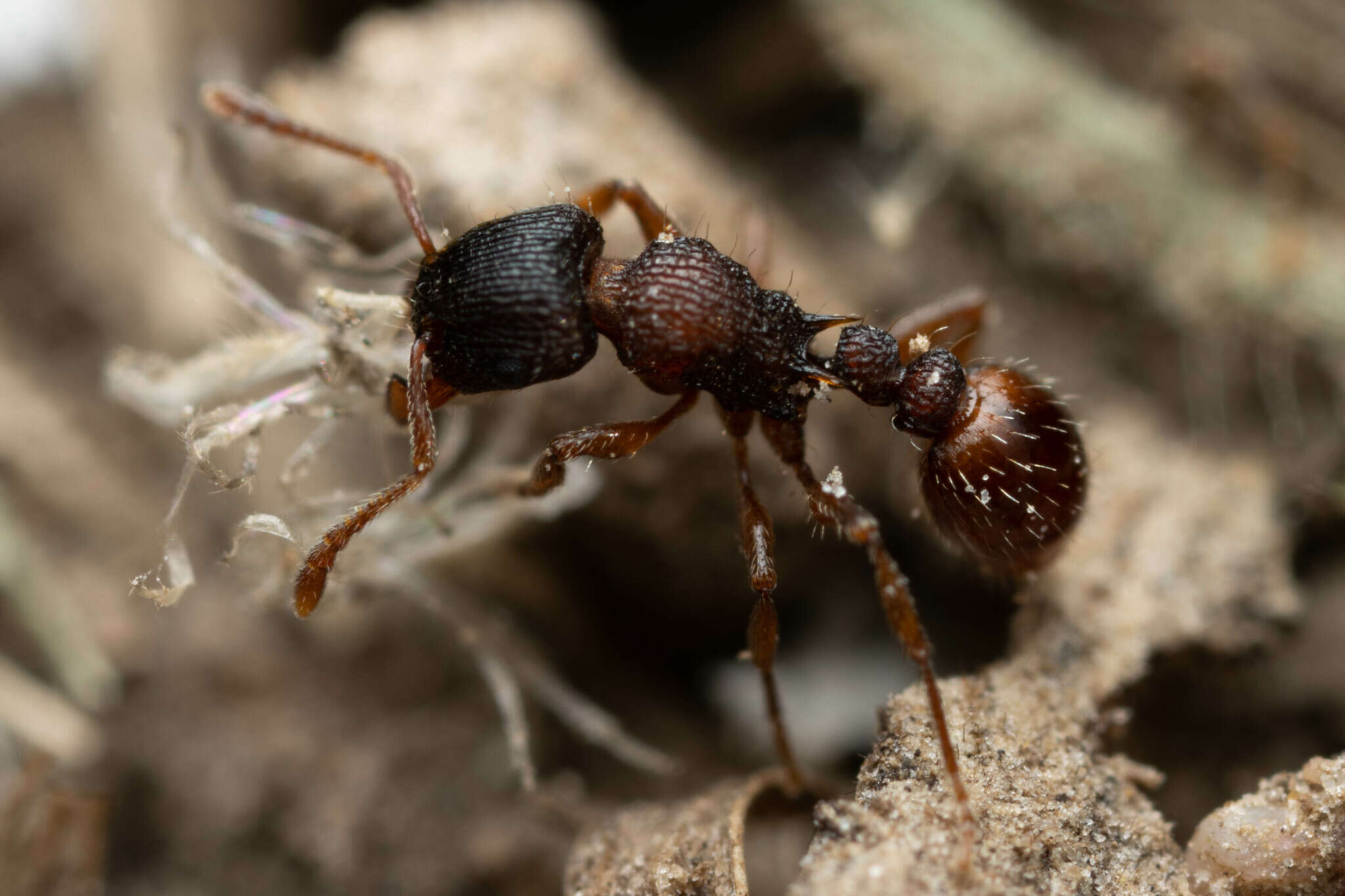 Image of Tetramorium impressum (Viehmeyer 1925)