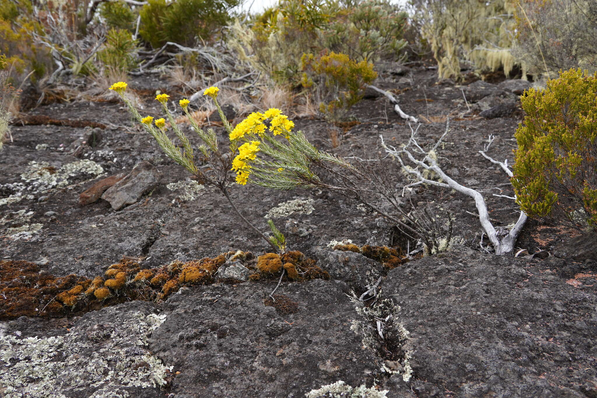 صورة Hubertia tomentosa var. conyzoides (Bory) C. Jeffrey