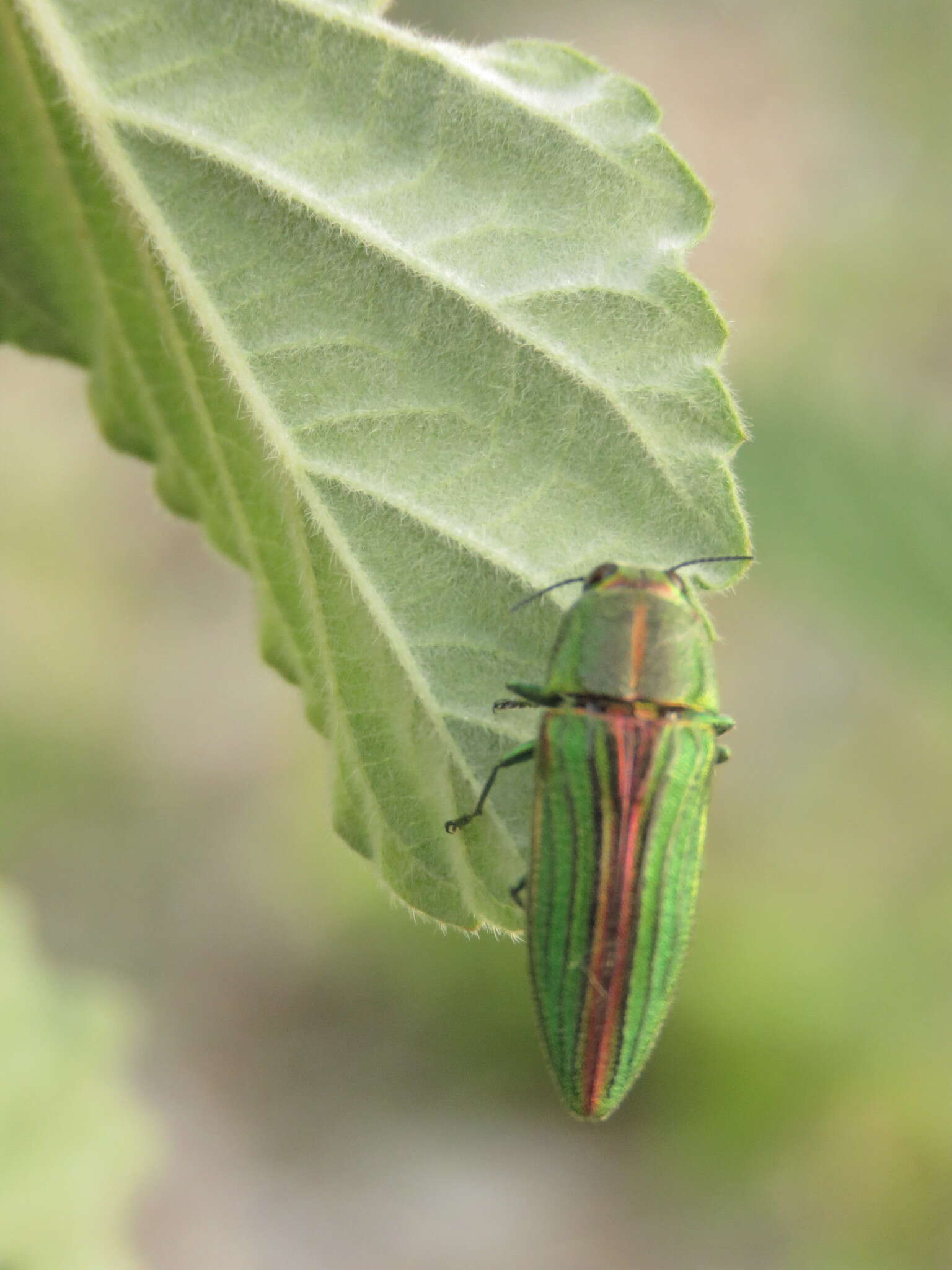 Agaeocera gigas (Gory & Laporte 1839) resmi