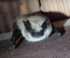 Imagem de Myotis ciliolabrum (Merriam 1886)