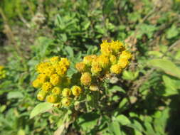 Image of Nidorella auriculata DC.