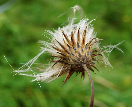 Image of Cirsium pannonicum (L. fil.) Link