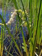 Image of Branched Burr-Reed