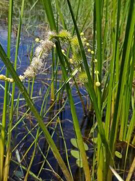 Image de Sparganium androcladum (Engelm.) Morong