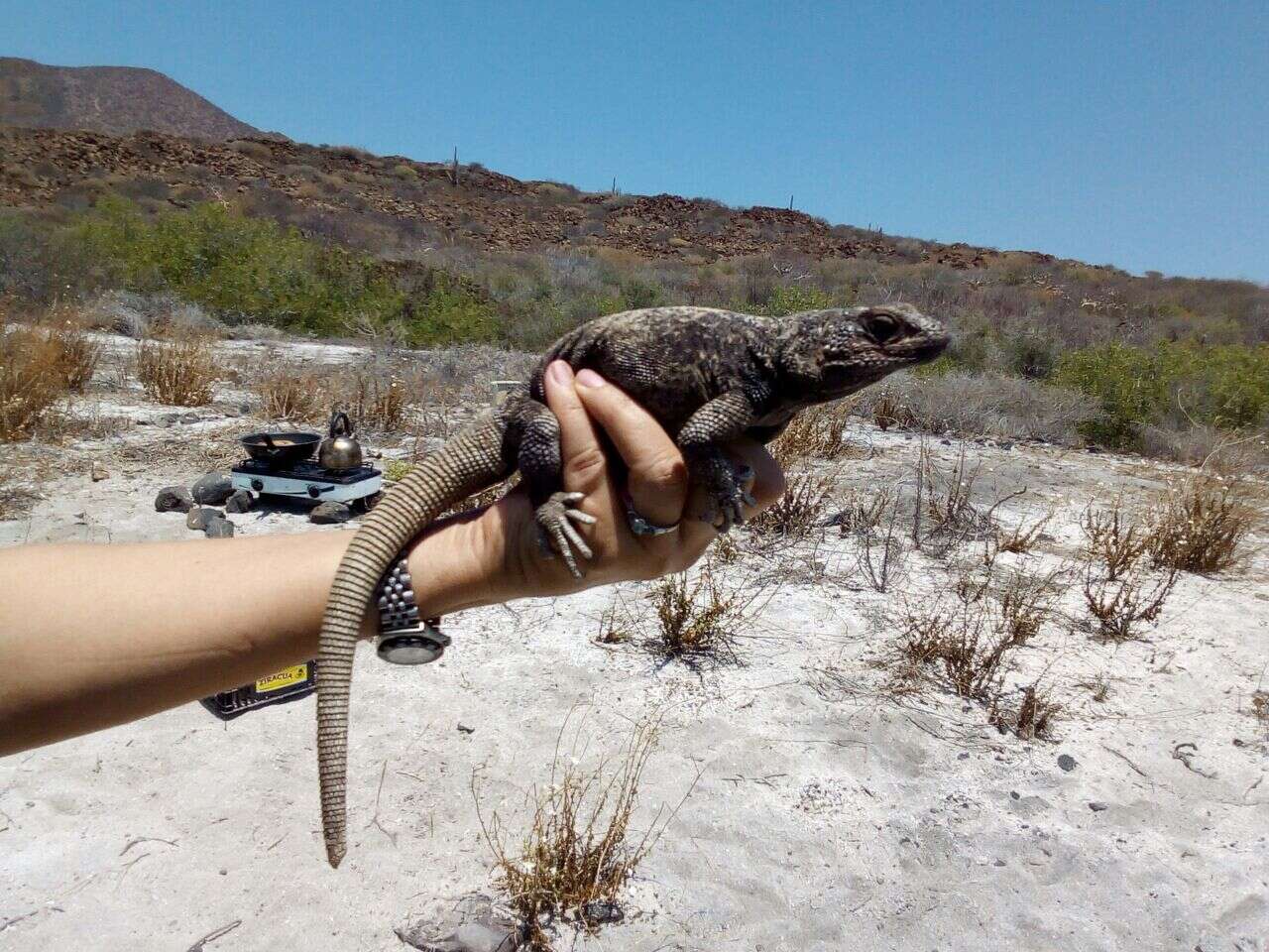 Image of Monserrat Chuckwalla