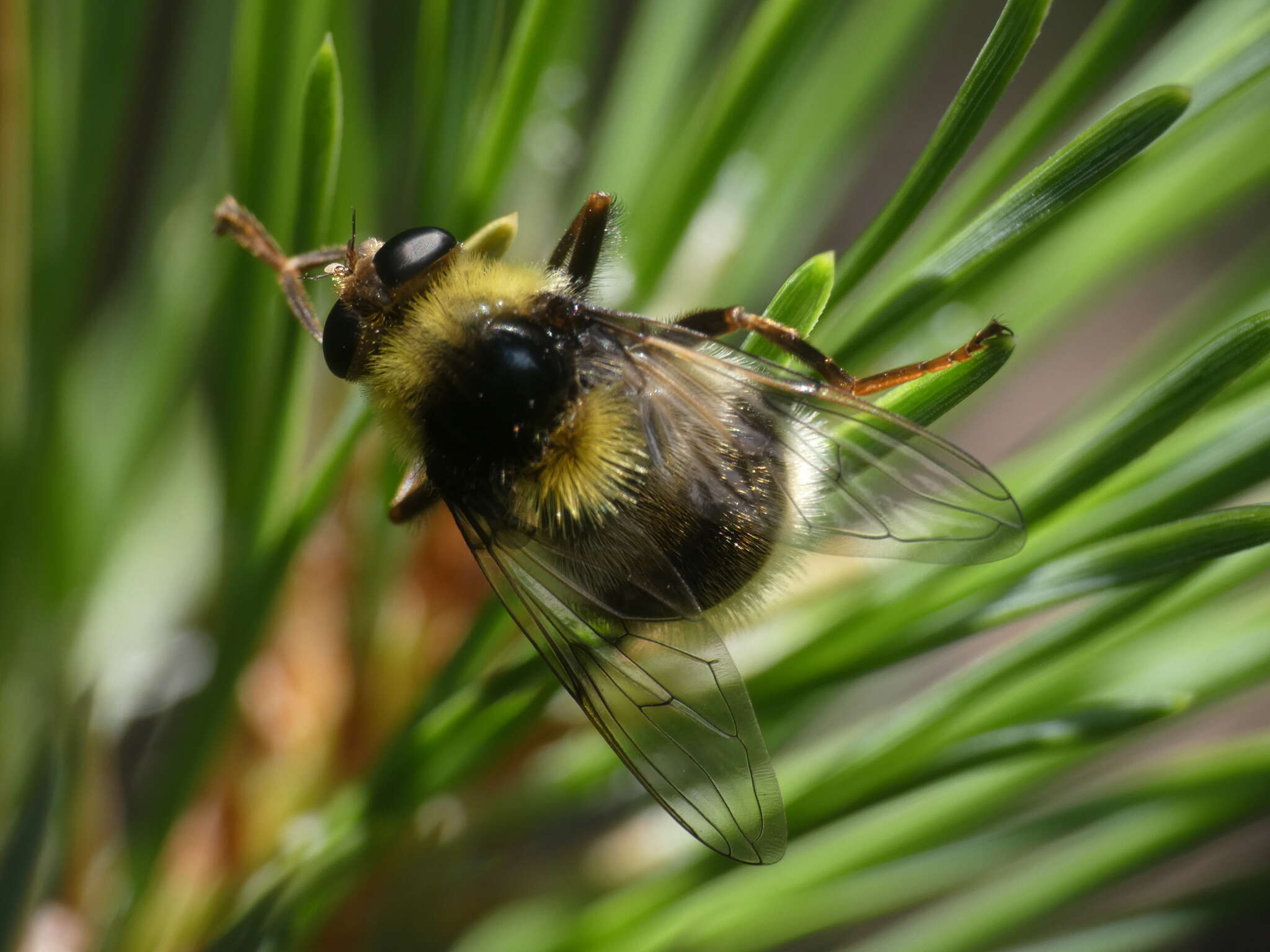 Image of Sericomyia bombiformis (Fallen 1810)