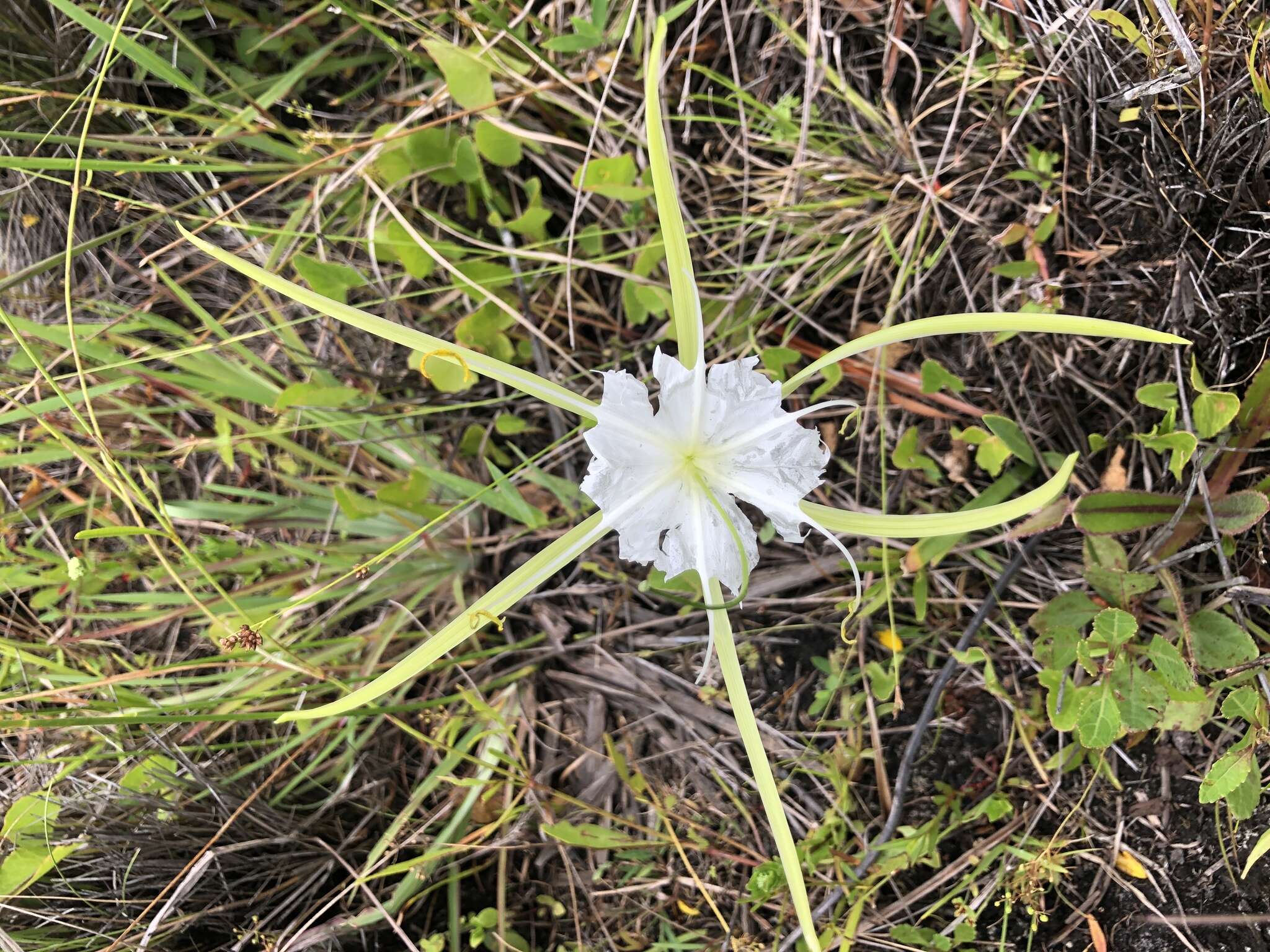 Image of alligatorlily