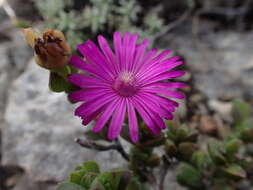 Imagem de Ruschia cymbifolia (Haw.) L. Bol.