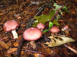 Image of Stropharia rugosoannulata Farl. ex Murrill 1922