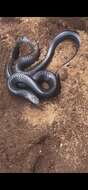 Image of Eastern Indigo Snake