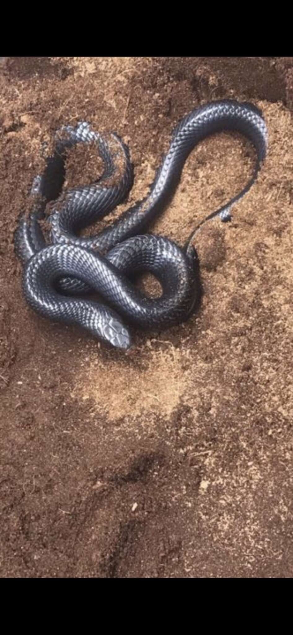 Image of Eastern Indigo Snake