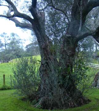 Imagem de Ficus macrophylla Desf.