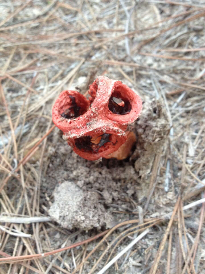 Imagem de Clathrus columnatus Bosc 1811